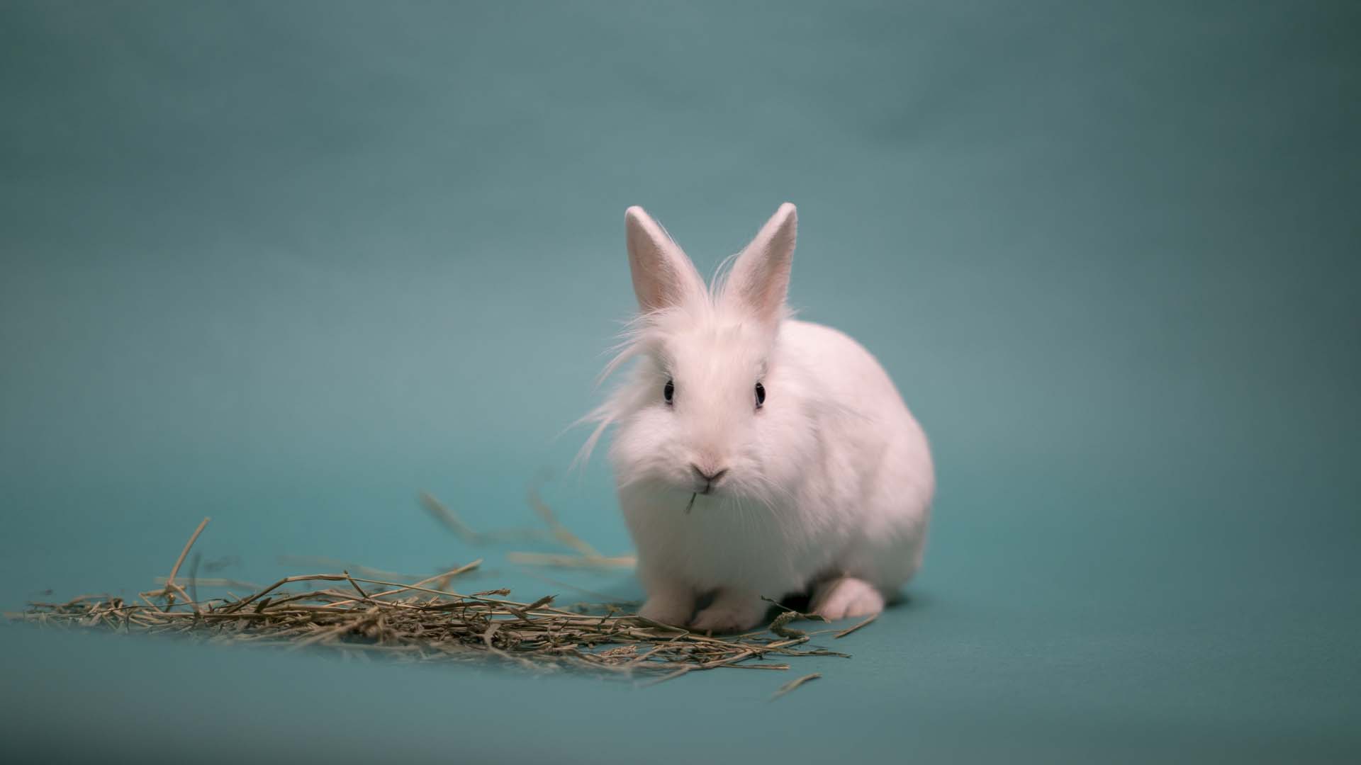 Bun01