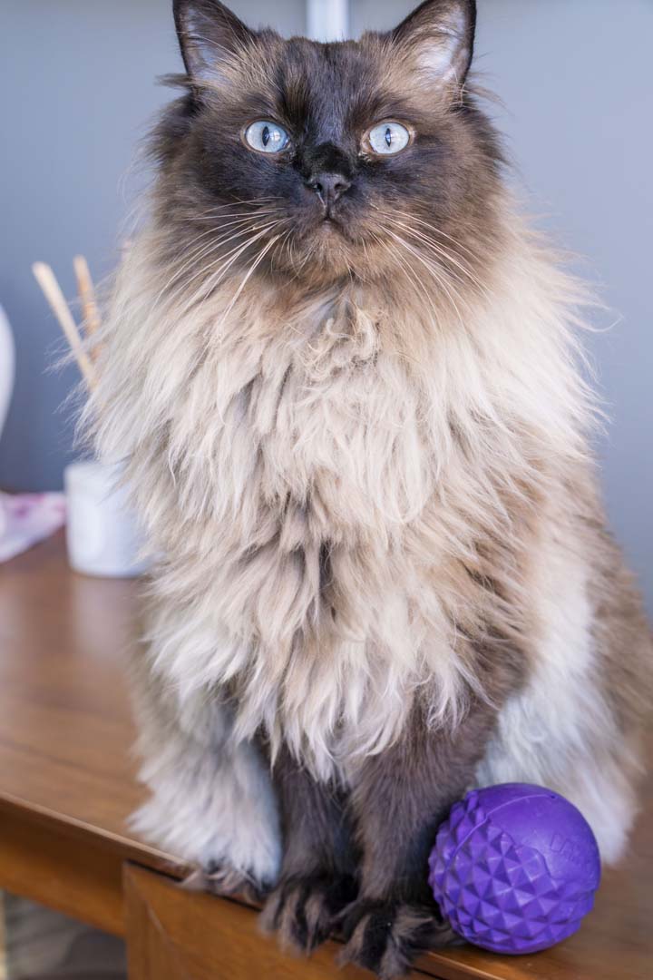 Gryffindor